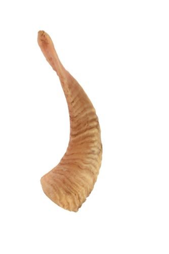 Lamb-horn-above-6-inch