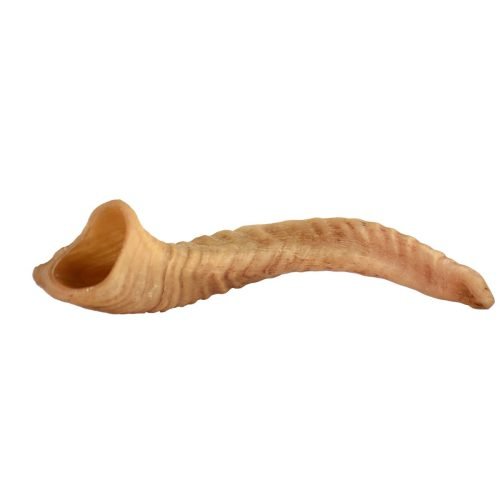 lamb-horn- (1)